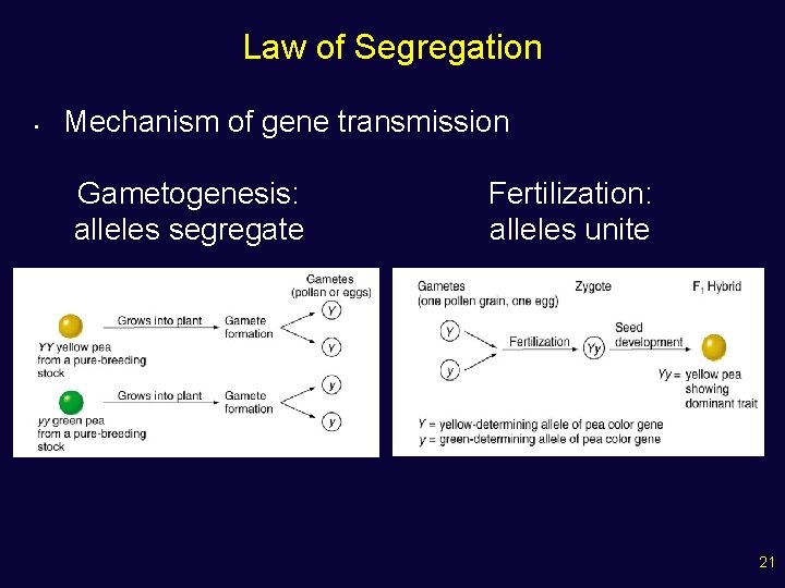 Law of Segregation • Mechanism of gene transmission Gametogenesis: alleles segregate Fertilization: alleles unite