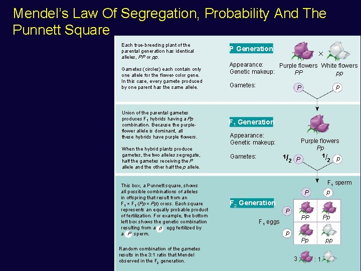 Mendel’s Law Of Segregation, Probability And The Punnett Square Each true-breeding plant of the