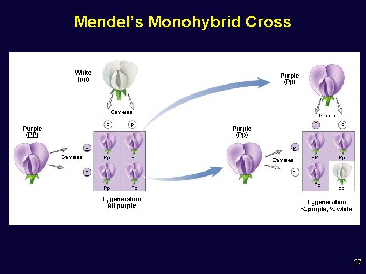 Mendel’s Monohybrid Cross White (pp) Purple (Pp) Gametes p Purple (PP) p P Gametes