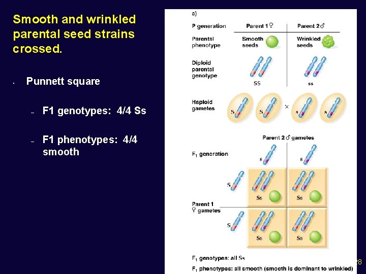 Smooth and wrinkled parental seed strains crossed. • Punnett square – – F 1