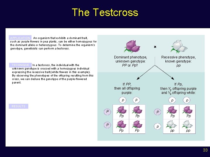 The Testcross APPLICATION An organism that exhibits a dominant trait, such as purple flowers