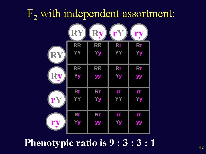 F 2 with independent assortment: RY Ry r. Y ry ry RR YY RR