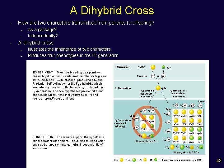 A Dihybrid Cross • How are two characters transmitted from parents to offspring? –