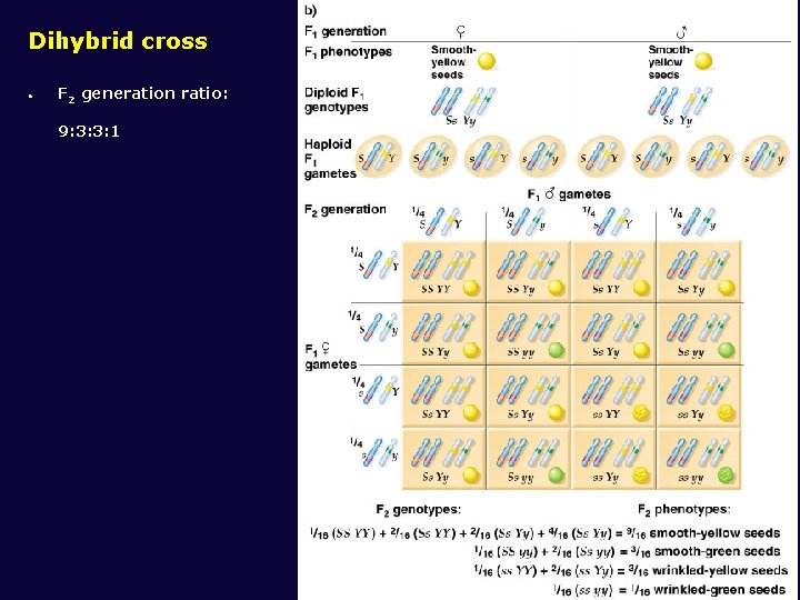 Dihybrid cross • F 2 generation ratio: 9: 3: 3: 1 44 