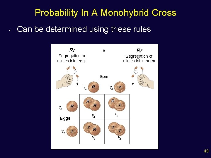 Probability In A Monohybrid Cross • Can be determined using these rules Rr Rr