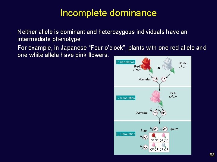 Incomplete dominance • • Neither allele is dominant and heterozygous individuals have an intermediate