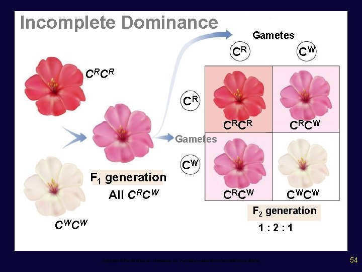 Incomplete Dominance Gametes CR CW C RC R C RC W CW CW C