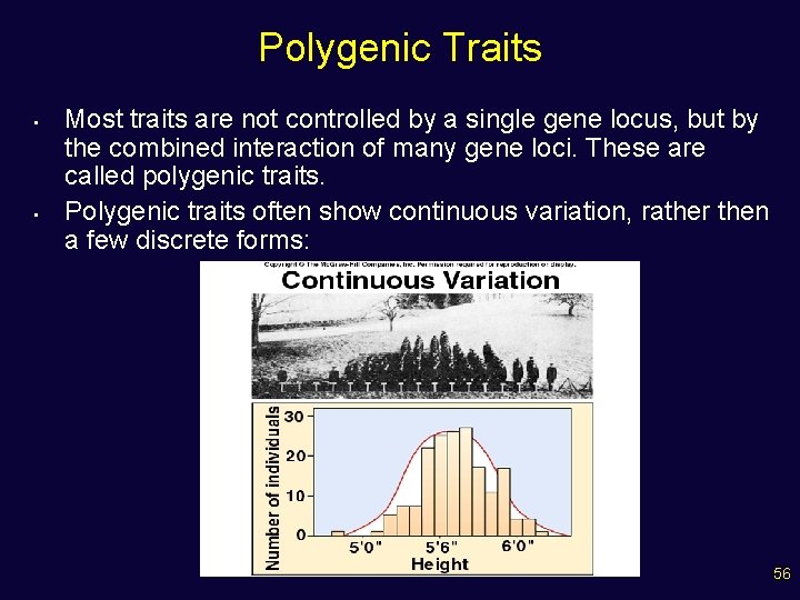 Polygenic Traits • • Most traits are not controlled by a single gene locus,