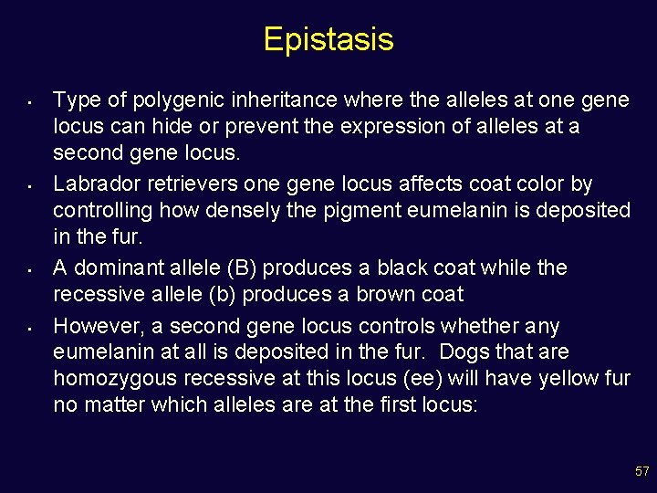 Epistasis • • Type of polygenic inheritance where the alleles at one gene locus