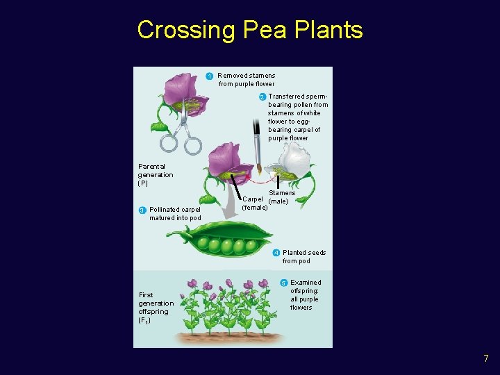 Crossing Pea Plants 1 Removed stamens from purple flower 2 Transferred sperm- bearing pollen