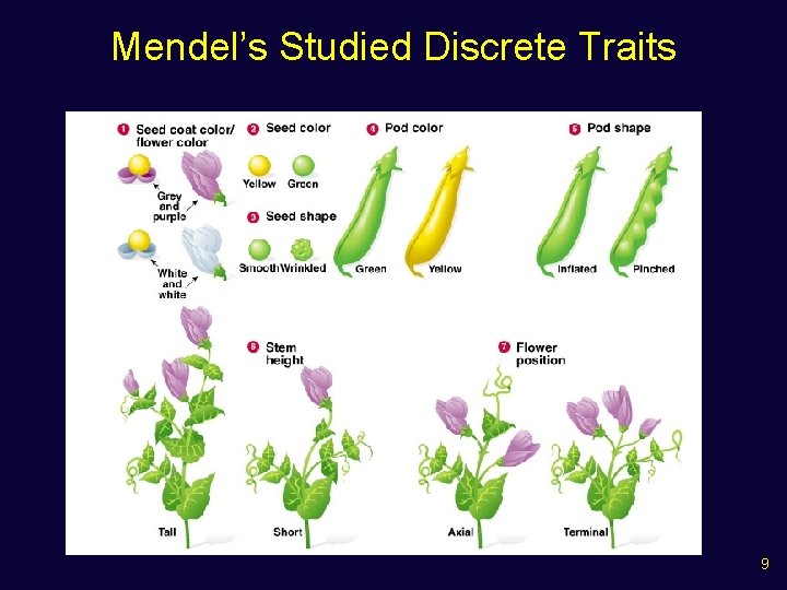 Mendel’s Studied Discrete Traits 9 