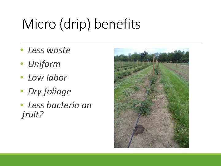 Micro (drip) benefits • Less waste • Uniform • Low labor • Dry foliage