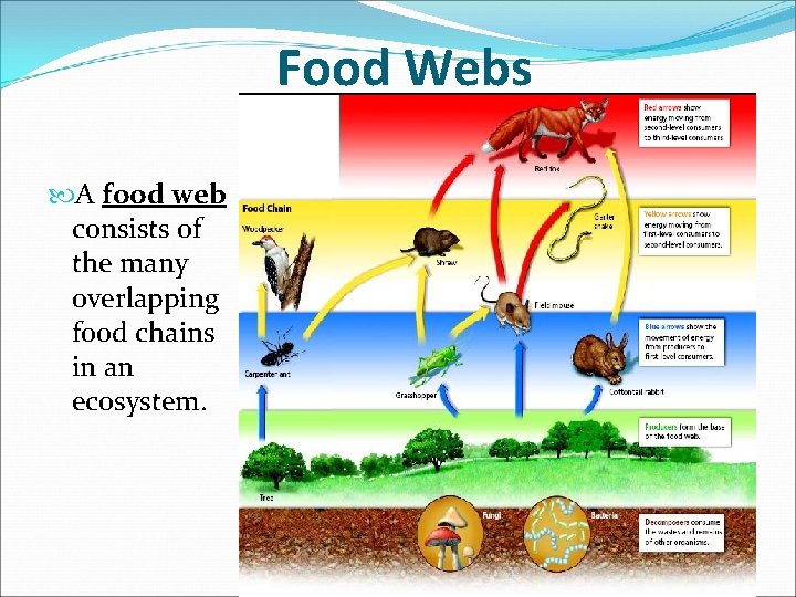 Food Webs A food web consists of the many overlapping food chains in an