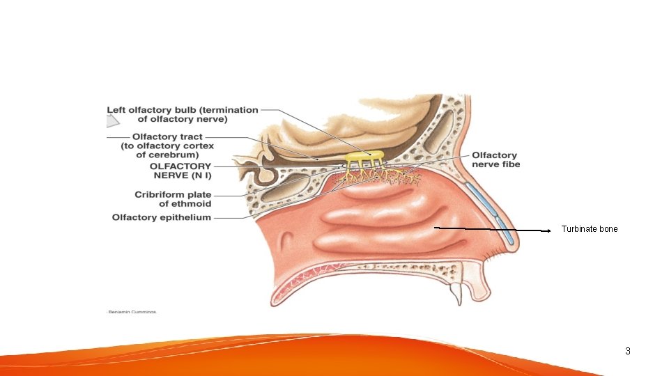 Turbinate bone 3 