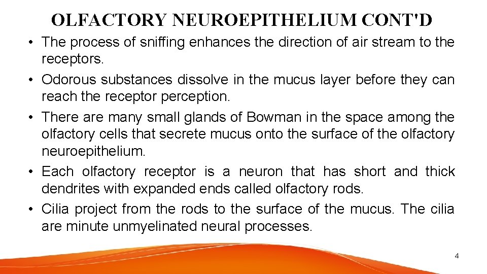 OLFACTORY NEUROEPITHELIUM CONT'D • The process of sniffing enhances the direction of air stream