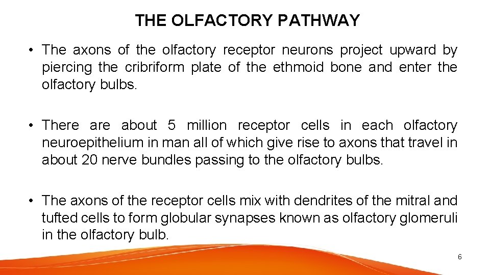 THE OLFACTORY PATHWAY • The axons of the olfactory receptor neurons project upward by