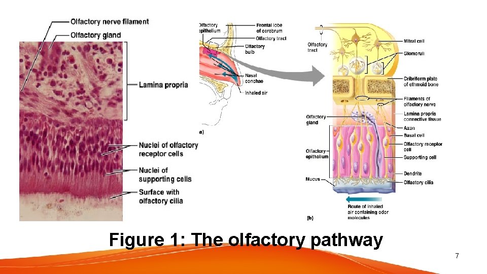 Figure 1: The olfactory pathway 7 