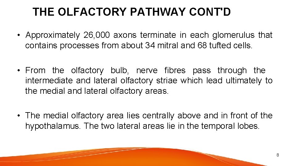 THE OLFACTORY PATHWAY CONT'D • Approximately 26, 000 axons terminate in each glomerulus that