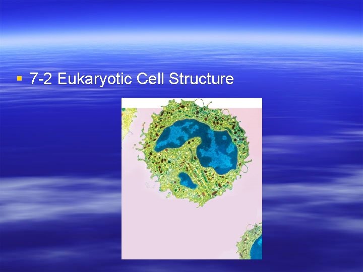 § 7 -2 Eukaryotic Cell Structure 