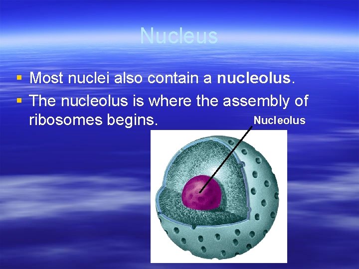 Nucleus § Most nuclei also contain a nucleolus. § The nucleolus is where the