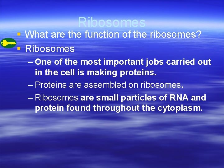 Ribosomes § What are the function of the ribosomes? § Ribosomes – One of