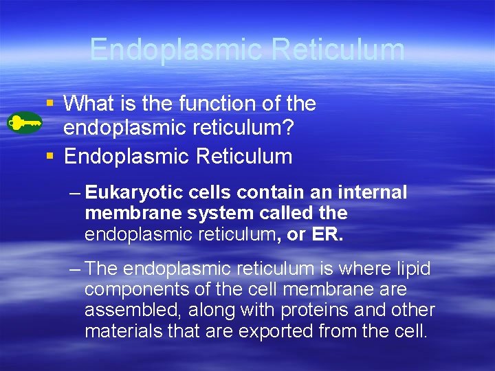 Endoplasmic Reticulum § What is the function of the endoplasmic reticulum? § Endoplasmic Reticulum