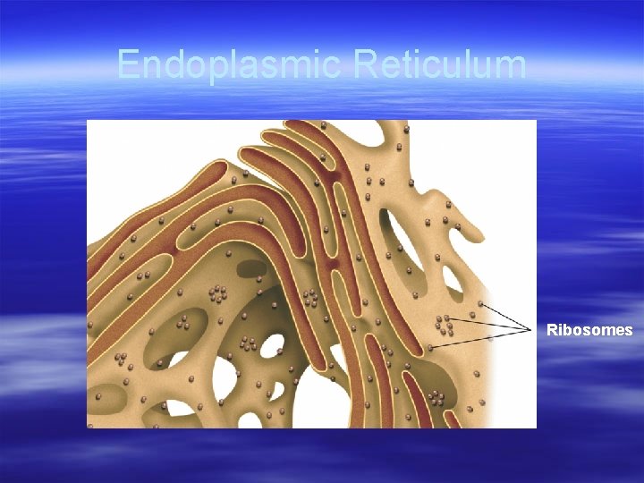 Endoplasmic Reticulum Ribosomes 