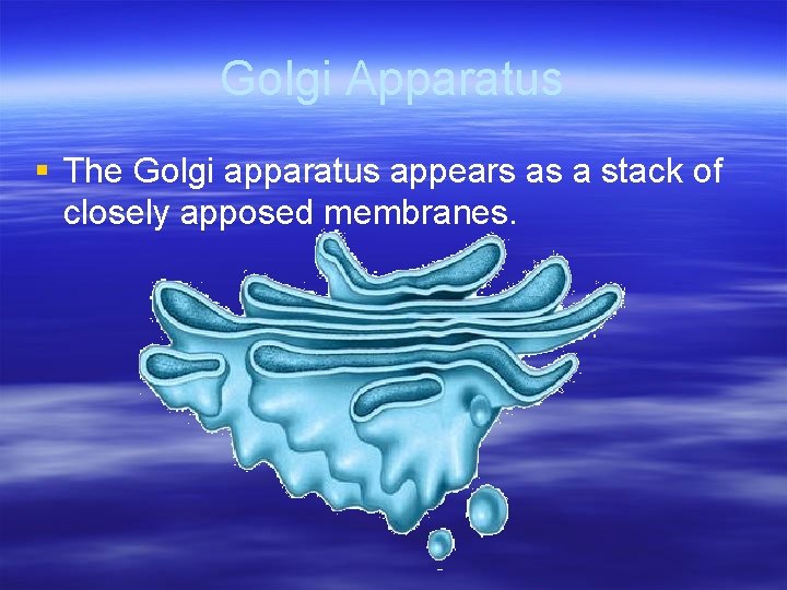 Golgi Apparatus § The Golgi apparatus appears as a stack of closely apposed membranes.