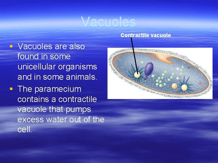 Vacuoles Contractile vacuole § Vacuoles are also found in some unicellular organisms and in