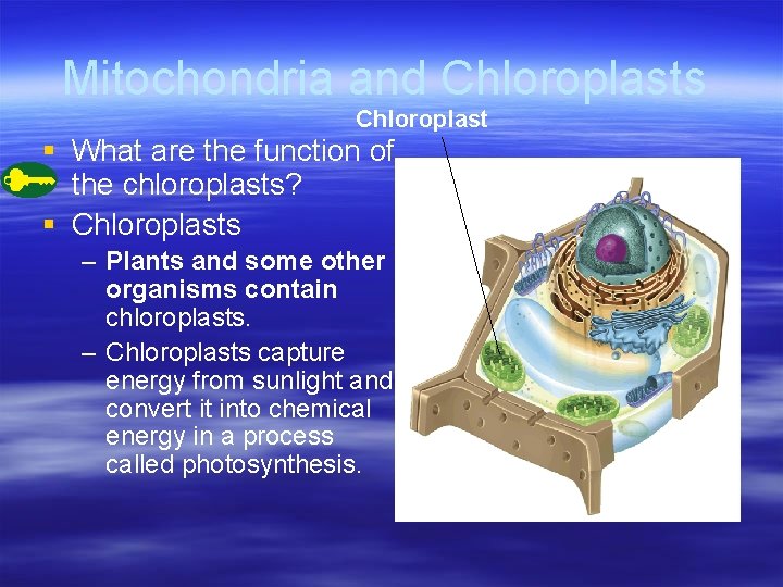 Mitochondria and Chloroplasts Chloroplast § What are the function of the chloroplasts? § Chloroplasts