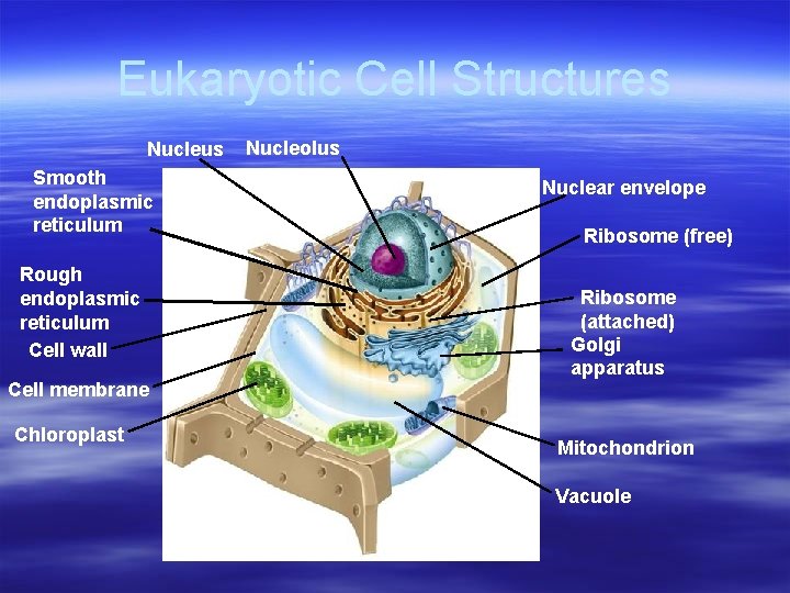 Eukaryotic Cell Structures Nucleus Smooth endoplasmic reticulum Rough endoplasmic reticulum Cell wall Cell membrane