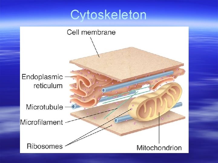 Cytoskeleton 