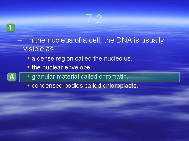 7 -2 – In the nucleus of a cell, the DNA is usually visible