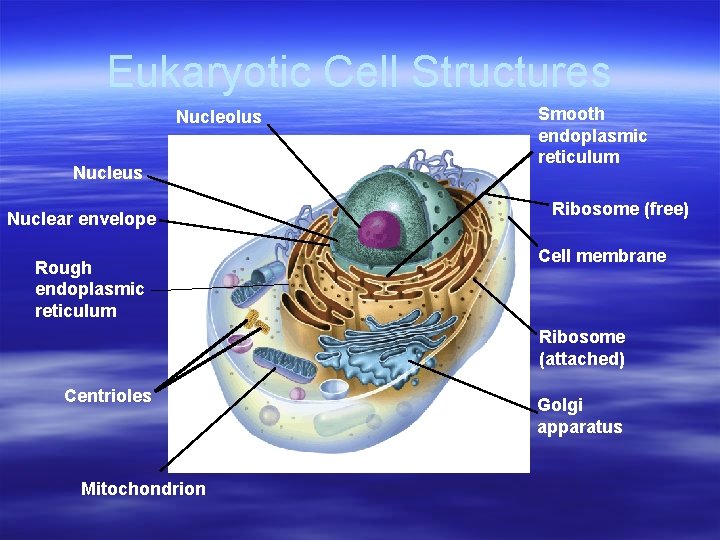 Eukaryotic Cell Structures Nucleolus Nucleus Nuclear envelope Rough endoplasmic reticulum Smooth endoplasmic reticulum Ribosome