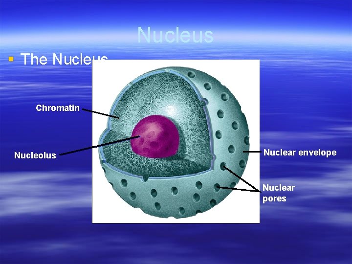 Nucleus § The Nucleus Chromatin Nucleolus Nuclear envelope Nuclear pores 