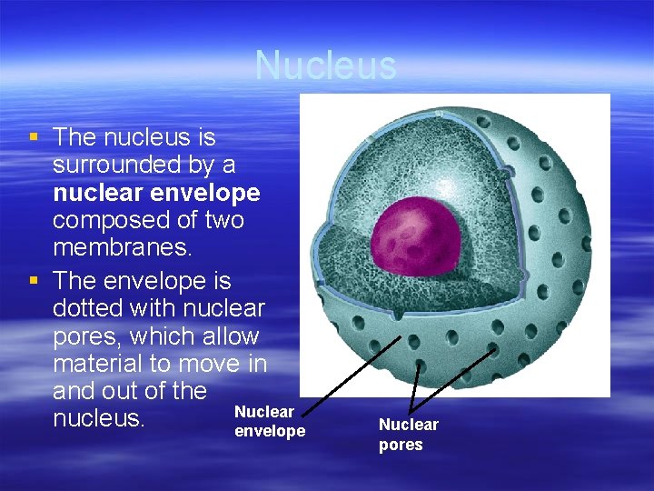 Nucleus § The nucleus is surrounded by a nuclear envelope composed of two membranes.