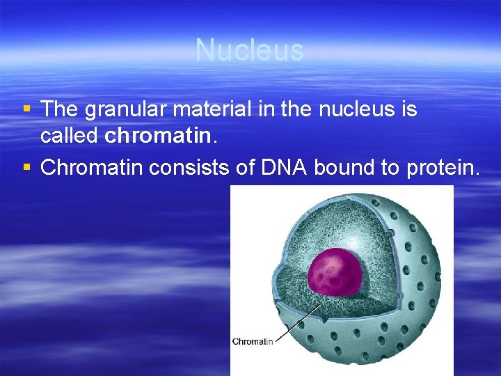 Nucleus § The granular material in the nucleus is called chromatin. § Chromatin consists