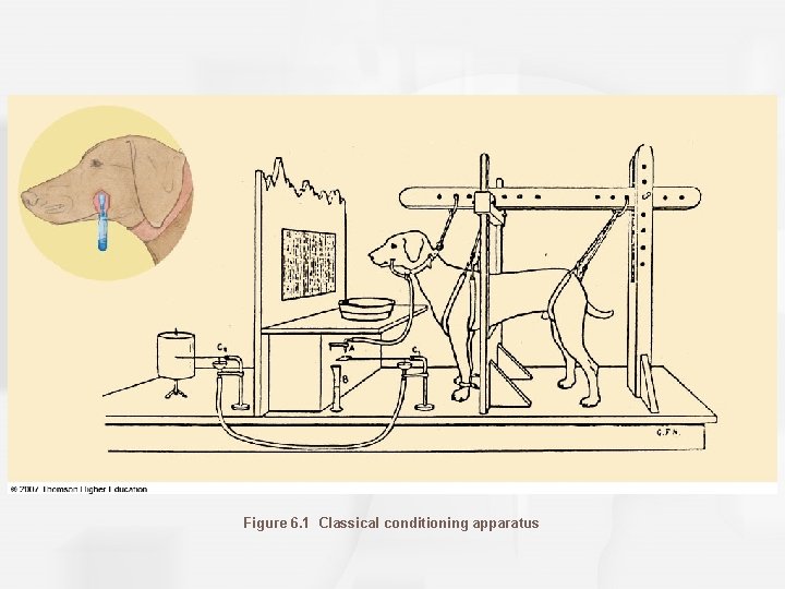 Figure 6. 1 Classical conditioning apparatus 