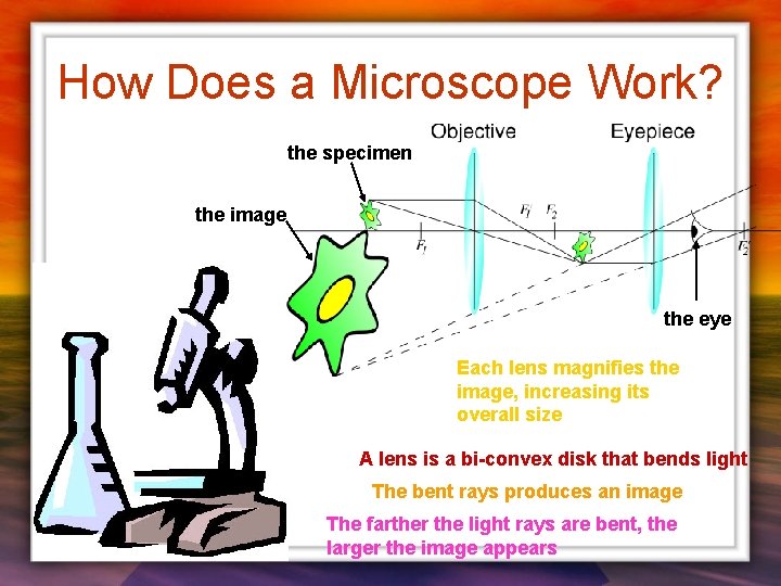 How Does a Microscope Work? the specimen the image the eye Each lens magnifies