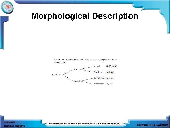 Morphological Description 