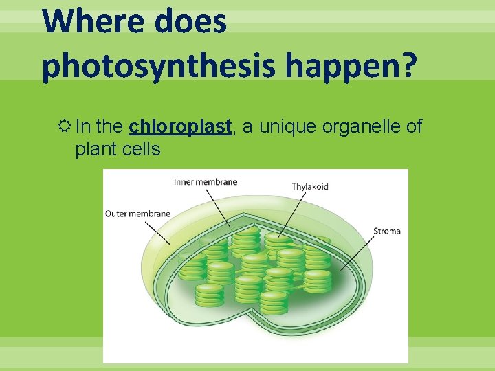 Where does photosynthesis happen? In the chloroplast, a unique organelle of plant cells 
