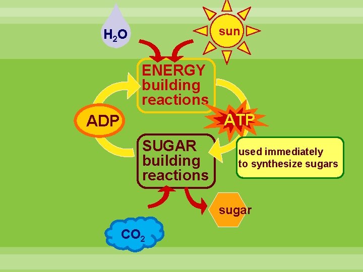 sun H 2 O ENERGY building reactions ATP ADP SUGAR building reactions used immediately