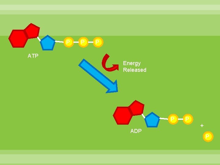 P P P ATP Energy Released P ADP P + P 