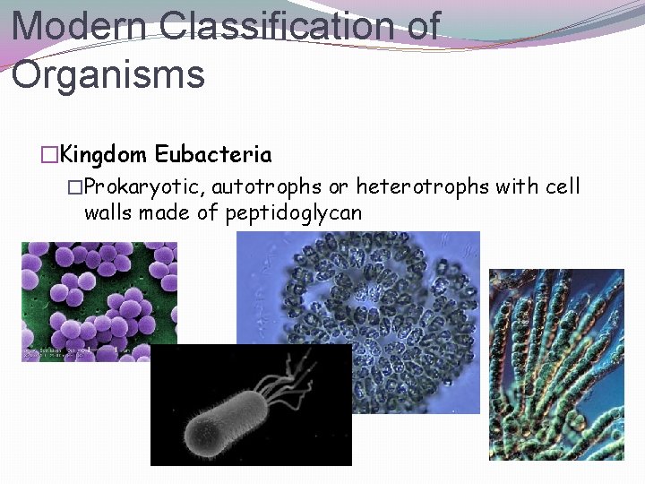 Modern Classification of Organisms �Kingdom Eubacteria �Prokaryotic, autotrophs or heterotrophs with cell walls made