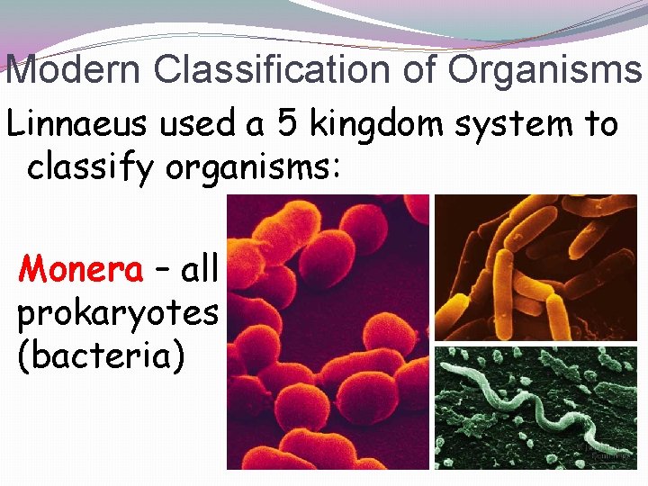 Modern Classification of Organisms Linnaeus used a 5 kingdom system to classify organisms: Monera
