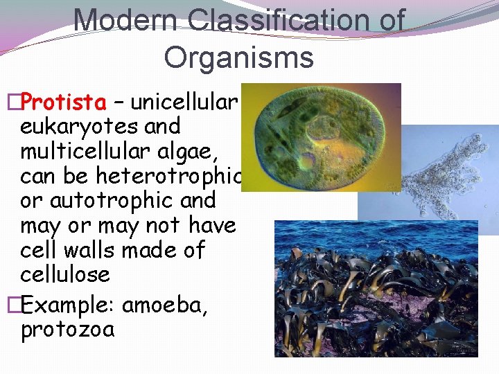 Modern Classification of Organisms �Protista – unicellular eukaryotes and multicellular algae, can be heterotrophic