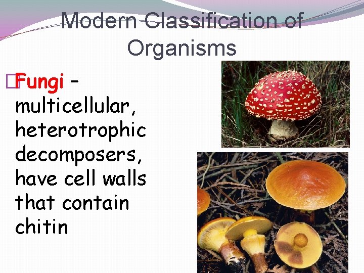 Modern Classification of Organisms �Fungi – multicellular, heterotrophic decomposers, have cell walls that contain