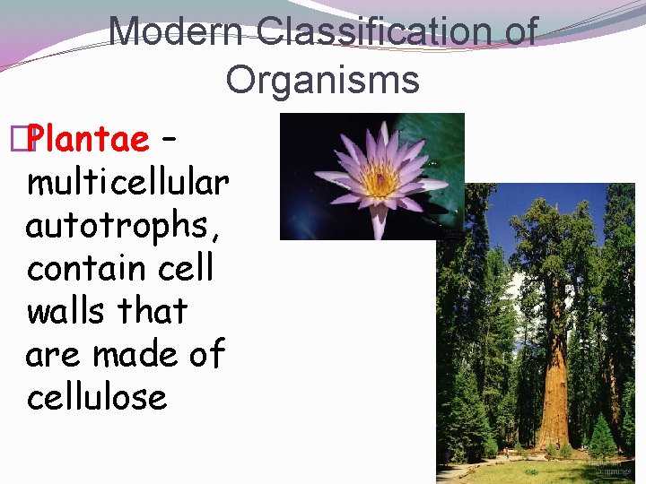 Modern Classification of Organisms �Plantae – multicellular autotrophs, contain cell walls that are made