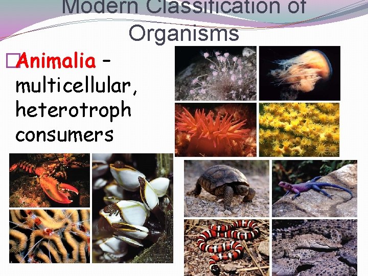 Modern Classification of Organisms �Animalia – multicellular, heterotroph consumers 