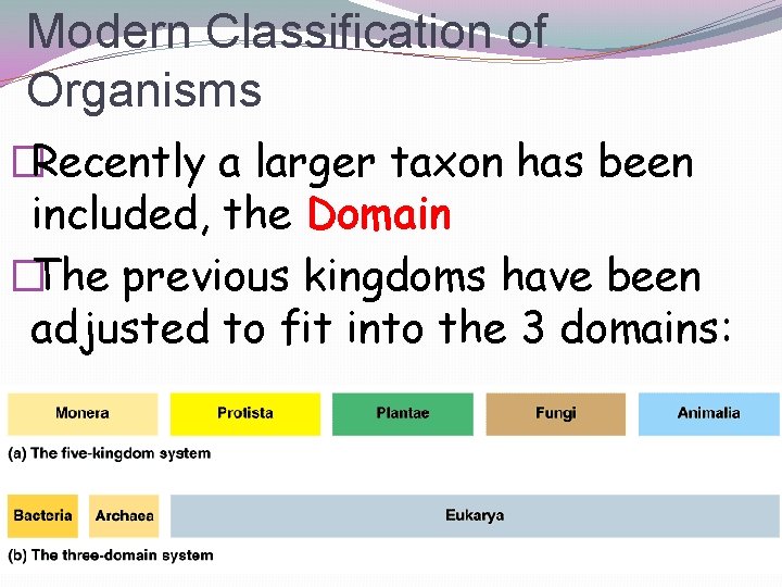 Modern Classification of Organisms �Recently a larger taxon has been included, the Domain �The